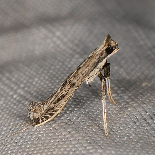 /filer/webapps/moths_gc/media/images/V/virgata_Pleiomorpha-_Johan-Heyns_SA1.jpg