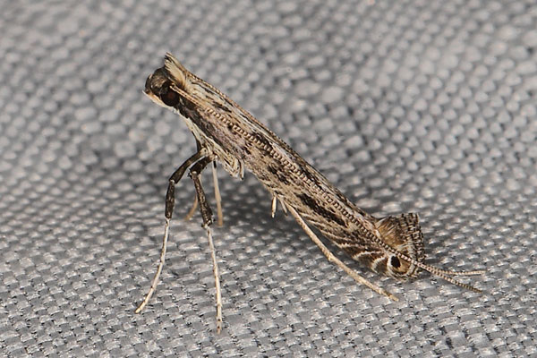 /filer/webapps/moths_gc/media/images/V/virgata_Pleiomorpha-_Johan-Heyns_SA5.jpg