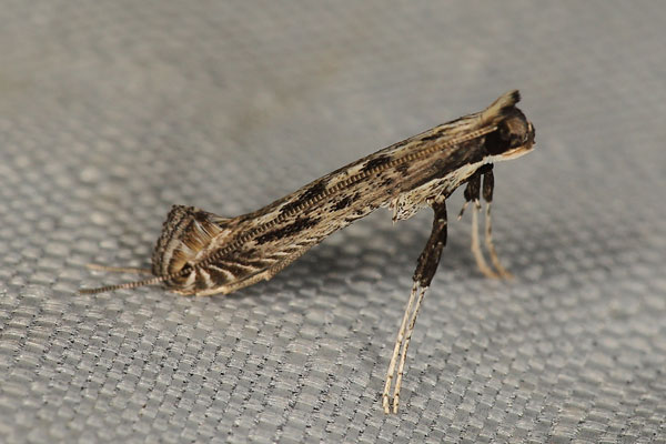 /filer/webapps/moths_gc/media/images/V/virgata_Pleiomorpha-_Johan-Heyns_SA7.jpg