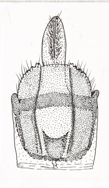/filer/webapps/moths_gc/media/images/V/virgata_Pleiomorpha_GF_ventral_TMSA.jpg