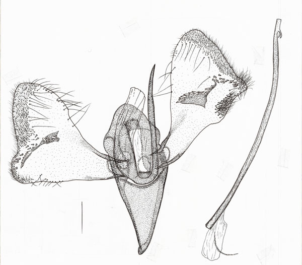 /filer/webapps/moths_gc/media/images/V/virgata_Pleiomorpha_GM_TMSA.jpg