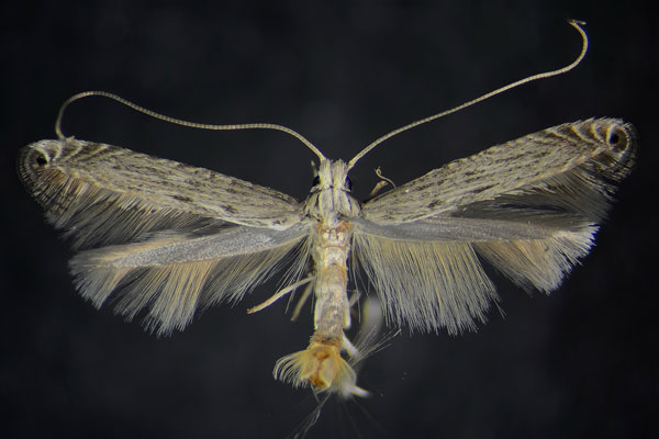 /filer/webapps/moths_gc/media/images/V/virgata_Pleiomorpha_HT_TMSA.jpg