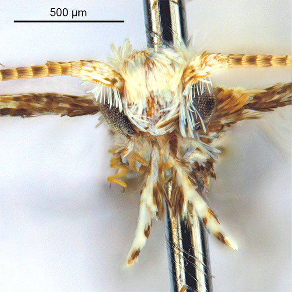 /filer/webapps/moths_gc/media/images/V/virgula_Polydema_HT_head1_ANIC.jpg