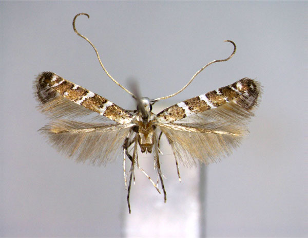 /filer/webapps/moths_gc/media/images/V/virgulata_Spulerina_PT_EIHU.jpg