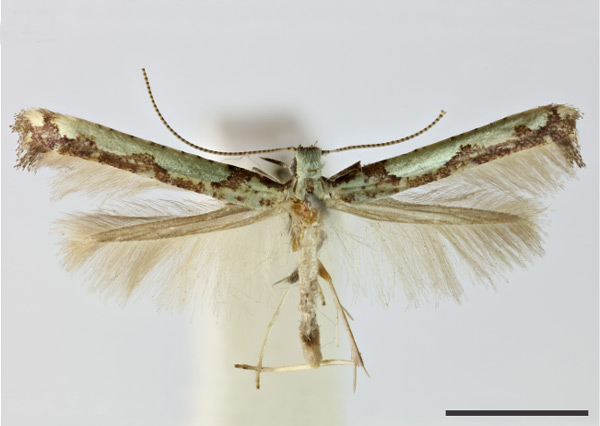 /filer/webapps/moths_gc/media/images/V/viridula_Caloptilia_HT_1409693_BMNH.jpg