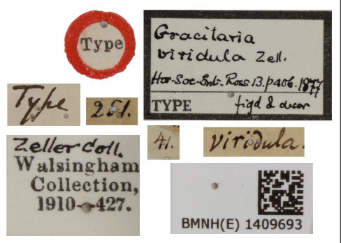 /filer/webapps/moths_gc/media/images/V/viridula_Caloptilia_HT_1409693_BMNH_Label.jpg