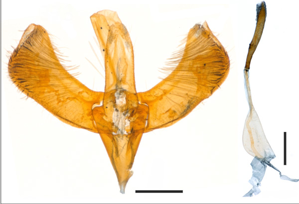 /filer/webapps/moths_gc/media/images/V/viridula_Caloptilia_HT_GM_1409693_BMNH.jpg