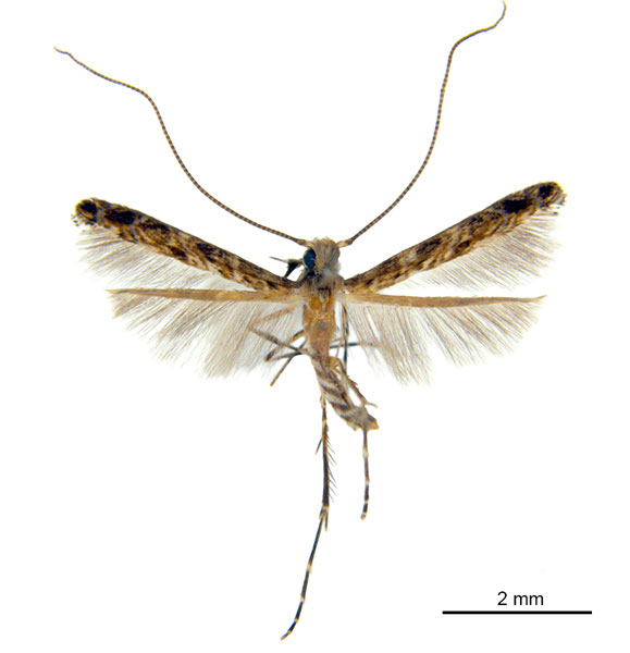 /filer/webapps/moths_gc/media/images/V/virosae_Diphtheroptila_HT_ANIC.jpg
