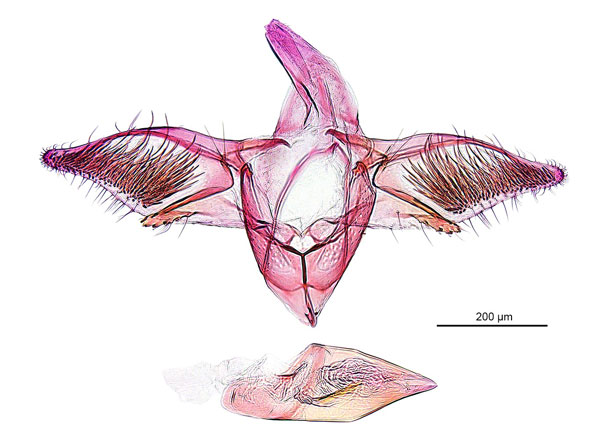 /filer/webapps/moths_gc/media/images/V/virosae_Diphtheroptila_HT_GM_ANIC.jpg