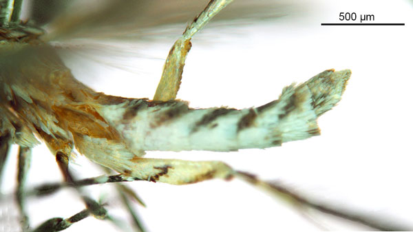 /filer/webapps/moths_gc/media/images/V/virosae_Diphtheroptila_HT_abdomen_ANIC.jpg