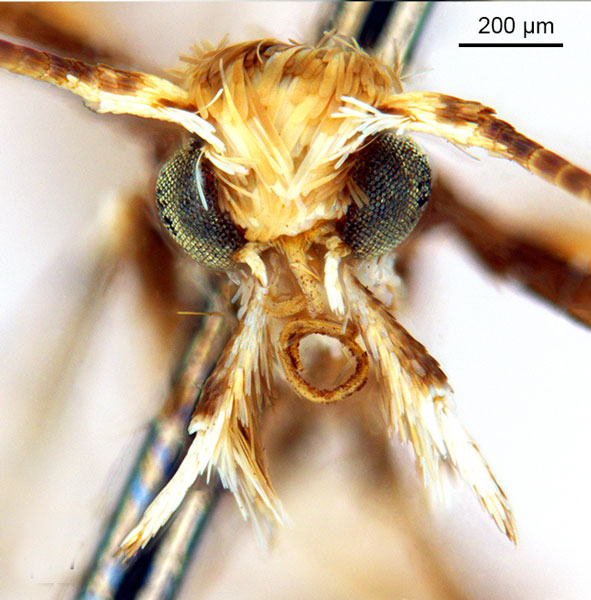 /filer/webapps/moths_gc/media/images/V/virosae_Diphtheroptila_HT_head1_ANIC.jpg