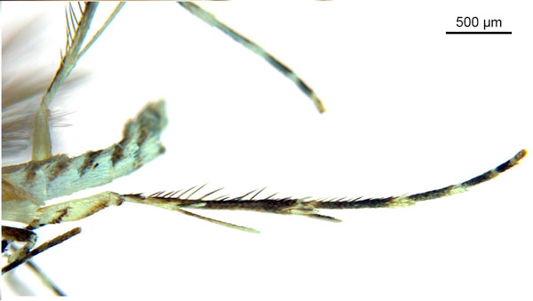 /filer/webapps/moths_gc/media/images/V/virosae_Diphtheroptila_HT_leg_ANIC.jpg