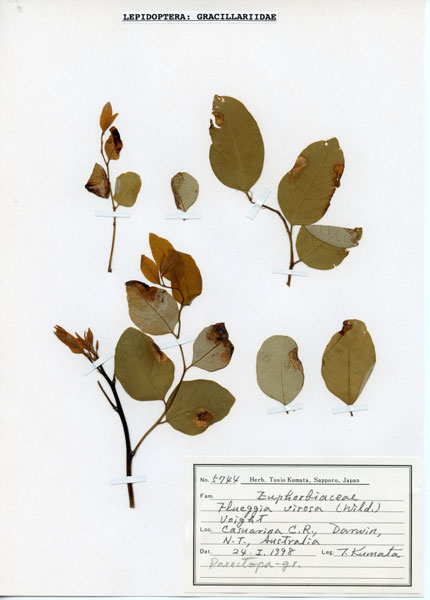 /filer/webapps/moths_gc/media/images/V/virosae_Diphtheroptila_PT12_host-plant5744_ANIC.jpg