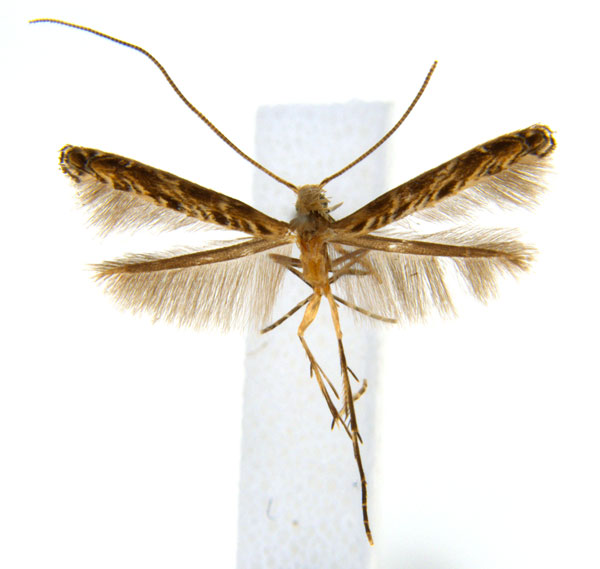 /filer/webapps/moths_gc/media/images/V/virosae_Diphtheroptila_PT15_ANIC.jpg
