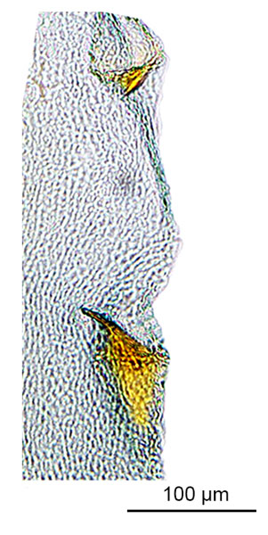 /filer/webapps/moths_gc/media/images/V/virosae_Diphtheroptila_PT15_GF_signum_ANIC.jpg