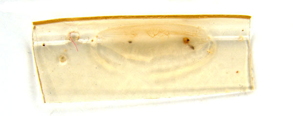 /filer/webapps/moths_gc/media/images/V/virosae_Diphtheroptila_PT15_cocoon_ANIC.jpg
