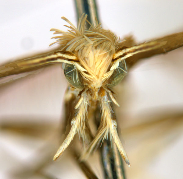 /filer/webapps/moths_gc/media/images/V/virosae_Diphtheroptila_PT15_head1_ANIC.jpg
