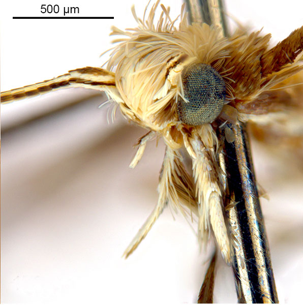 /filer/webapps/moths_gc/media/images/V/virosae_Diphtheroptila_PT15_head2_ANIC.jpg