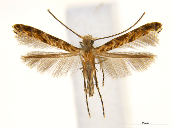 /filer/webapps/moths_gc/media/images/V/virosae_Diphtheroptila_PT6_ANIC.jpg