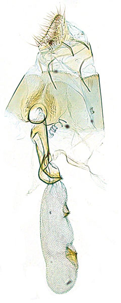 /filer/webapps/moths_gc/media/images/V/virosae_Diphtheroptila_PT6_GF_ANIC.jpg