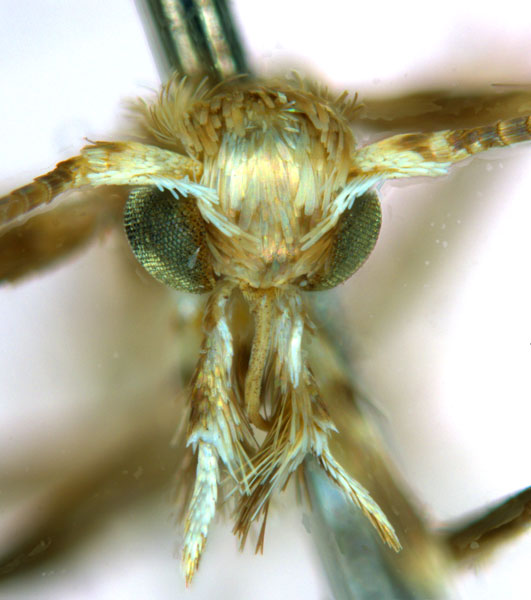 /filer/webapps/moths_gc/media/images/V/virosae_Diphtheroptila_PT7_head1_ANIC.jpg