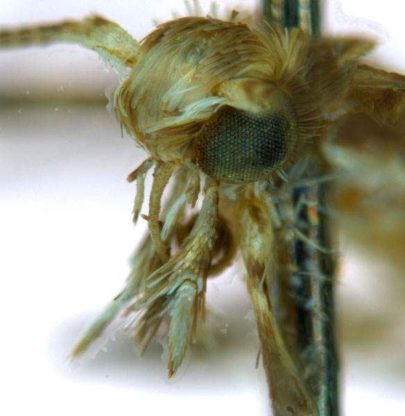 /filer/webapps/moths_gc/media/images/V/virosae_Diphtheroptila_PT7_head2_ANIC.jpg