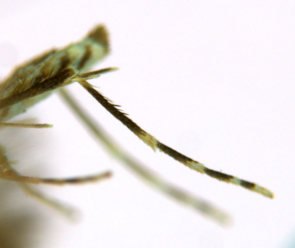 /filer/webapps/moths_gc/media/images/V/virosae_Diphtheroptila_PT7_leg_ANIC.jpg