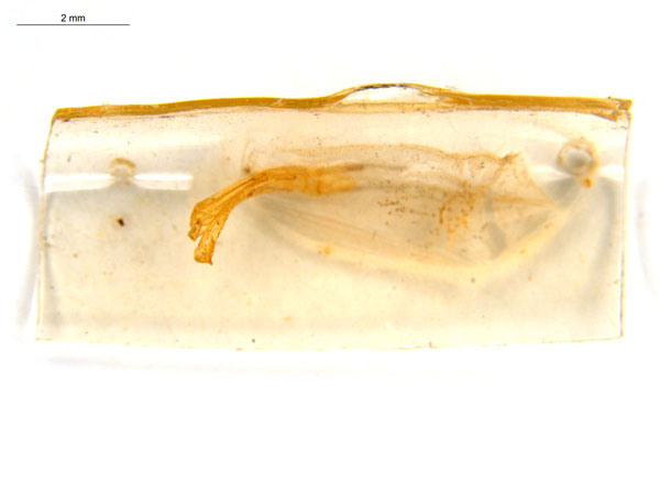 /filer/webapps/moths_gc/media/images/V/virosae_Diphtheroptila_PT7_pupa_ANIC_oLURwvR.jpg