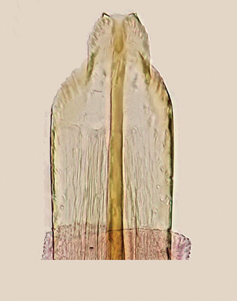 /filer/webapps/moths_gc/media/images/V/vitisidaea_Epicephala_GF_Kawakita-et-Kato_2016_102.jpg