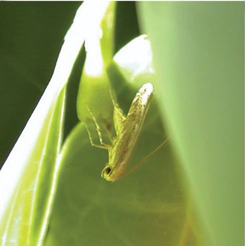 /filer/webapps/moths_gc/media/images/V/vitisidaea_Epicephala_GF_Kawakita-et-Kato_2016_106.jpg