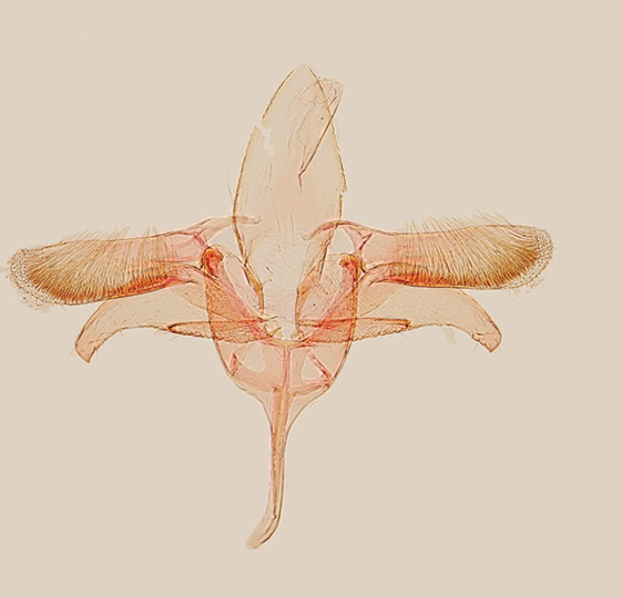 /filer/webapps/moths_gc/media/images/V/vitisidaea_Epicephala_GM_Kawakita-et-Kato_2016_94.jpg