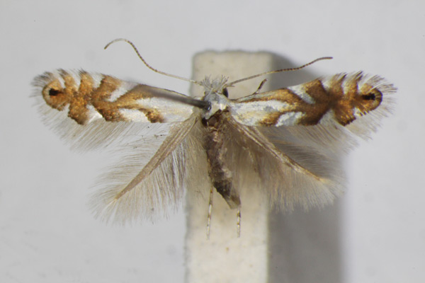 /filer/webapps/moths_gc/media/images/V/vulturella_Phyllonorycter_A_ZSM.jpg