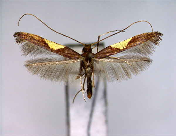 /filer/webapps/moths_gc/media/images/W/wakayamensis_Caloptilia_A_EIHU.jpg