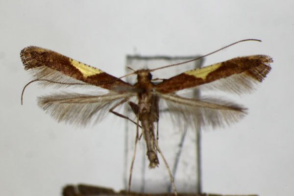 /filer/webapps/moths_gc/media/images/W/wakayamensis_Caloptilia_A_ZSM_2.jpg