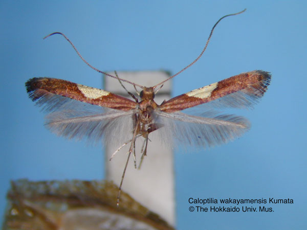 /filer/webapps/moths_gc/media/images/W/wakayamensis_Caloptilia_HT_EIHU.jpg