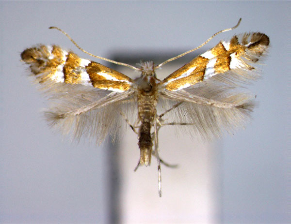 /filer/webapps/moths_gc/media/images/W/watanabei_Phyllonorycter_A_EIHU.jpg