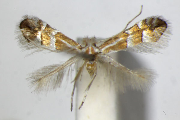 /filer/webapps/moths_gc/media/images/W/watanabei_Phyllonorycter_PT_ZSM.jpg