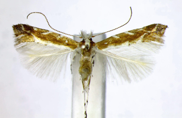 /filer/webapps/moths_gc/media/images/W/wislizeniella_Cameraria_AF_Landry.jpg