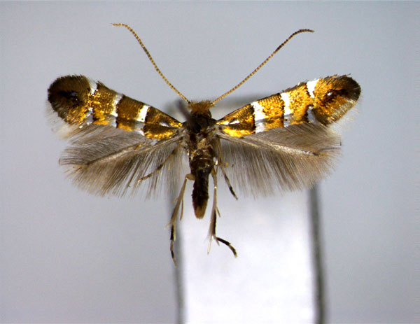 /filer/webapps/moths_gc/media/images/W/wisteriae_Hyloconis_A_EIHU.jpg