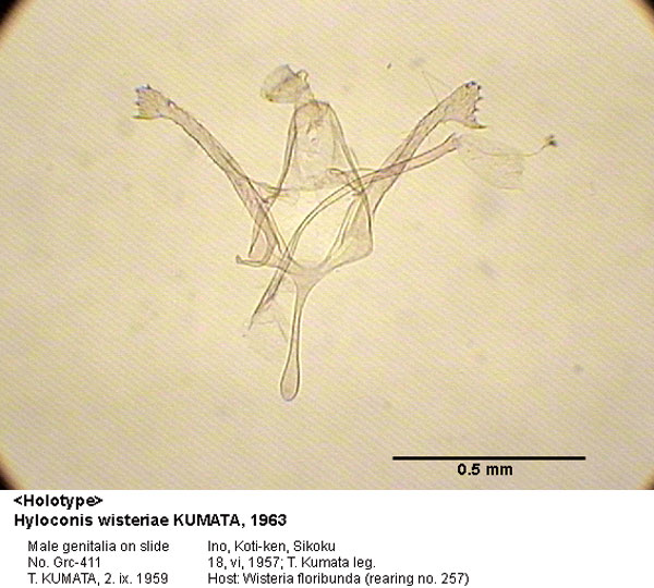 /filer/webapps/moths_gc/media/images/W/wisteriae_Hyloconis_GM_HT_411_EIHU.jpg