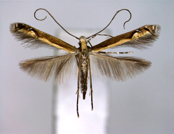 /filer/webapps/moths_gc/media/images/W/wisteriae_Psydrocercops_A_2_EIHU.jpg