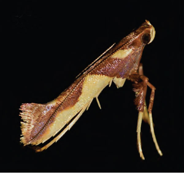 /filer/webapps/moths_gc/media/images/X/xanrhopharella_Caloptilia_A1_Guiguet-et-al_123.jpg