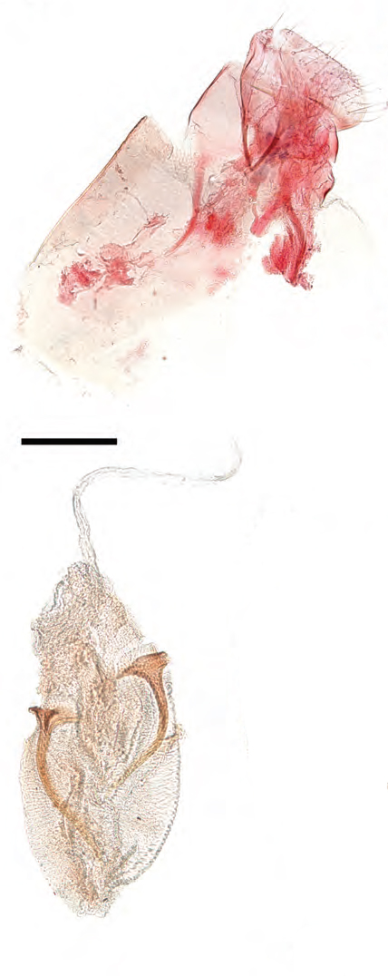 /filer/webapps/moths_gc/media/images/X/xanrhopharella_Caloptilia_AF_RMNH.INS.25558_GF_Guiguet-et-al_123.jpg