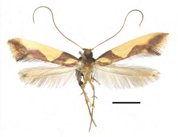 /filer/webapps/moths_gc/media/images/X/xanrhopharella_Caloptilia_AF_RMNH.INS.25558_Guiguet-et-al_123.jpg