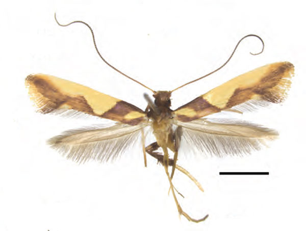 /filer/webapps/moths_gc/media/images/X/xanrhopharella_Caloptilia_AF_RMNH.INS.25559_Guiguet-et-al_123.jpg