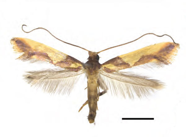 /filer/webapps/moths_gc/media/images/X/xanrhopharella_Caloptilia_AM_RMNH.INS.1557475_Guiguet-et-al_123.jpg