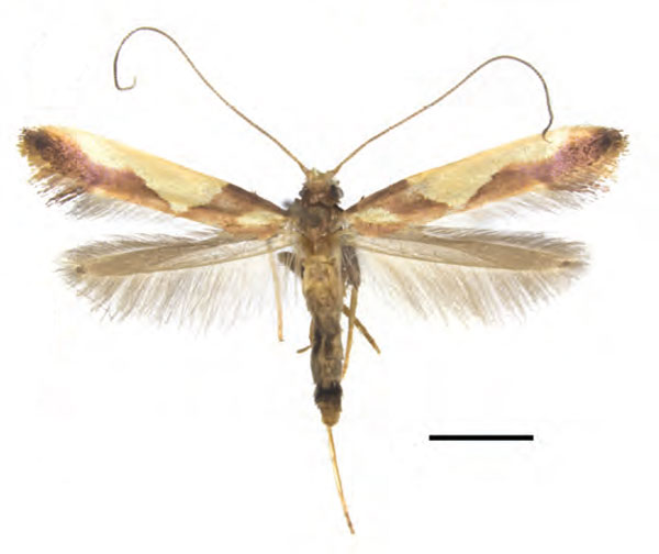/filer/webapps/moths_gc/media/images/X/xanrhopharella_Caloptilia_AM_RMNH.INS.1557476_Guiguet-et-al_123.jpg