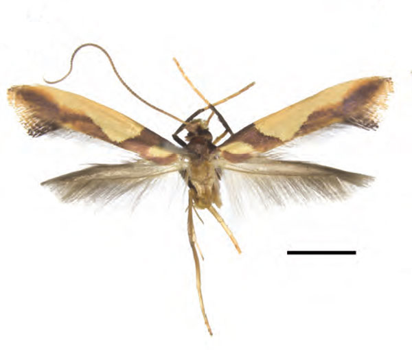 /filer/webapps/moths_gc/media/images/X/xanrhopharella_Caloptilia_AM_RMNH.INS.25649_Guiguet-et-al_123.jpg