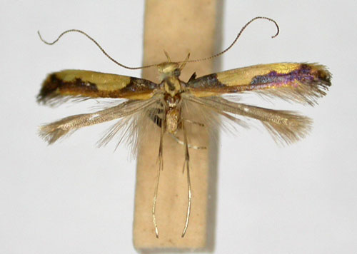 /filer/webapps/moths_gc/media/images/X/xanthocephala_Caloptilia_AT_TMSA5606.jpg