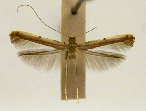 /filer/webapps/moths_gc/media/images/X/xanthochiria_Caloptilia_PT_TMSA5636.jpg